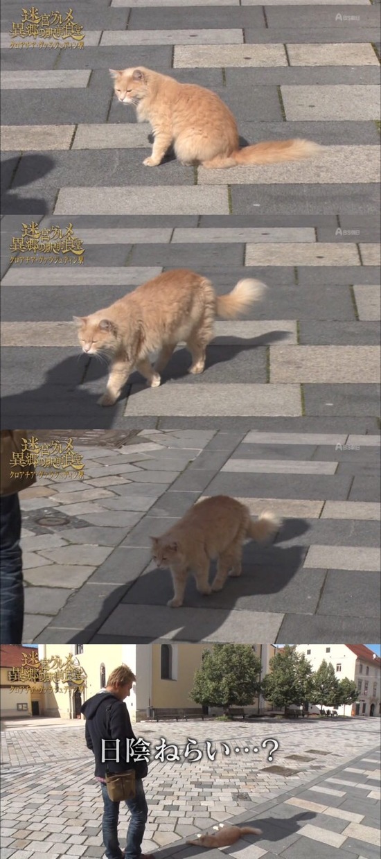 猫