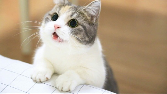 猛獣王 6号機の評価と感想2