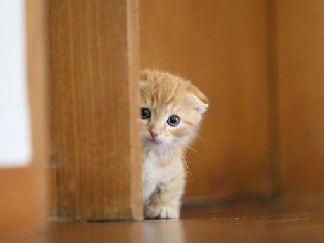 猛獣王 6号機の評価と感想