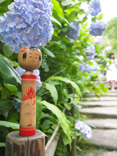 紫陽花1