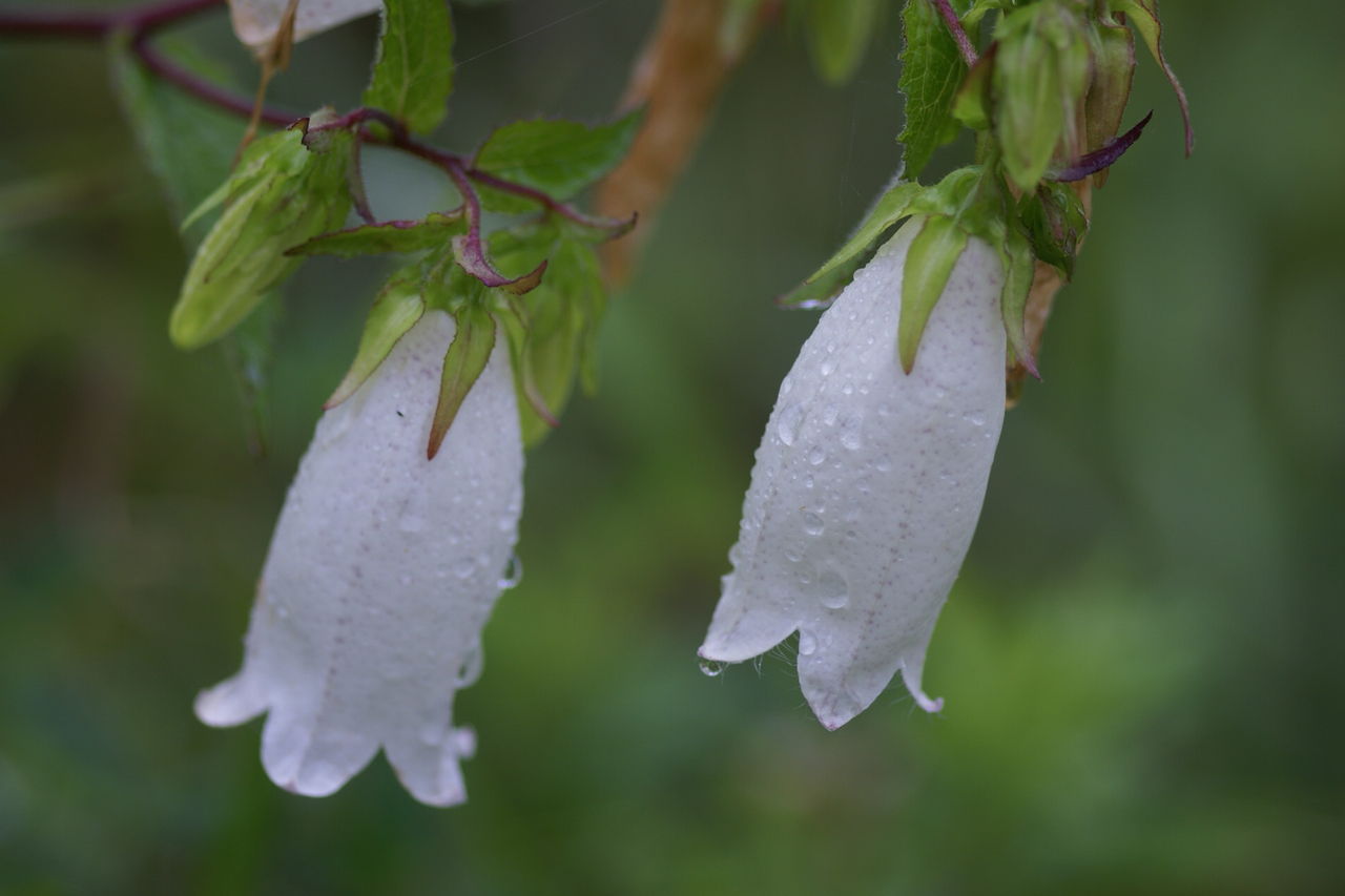雨に咲く花 ごみ減量ネットワークブログ 雨に咲く花 ごみ減量ネットワークブログ