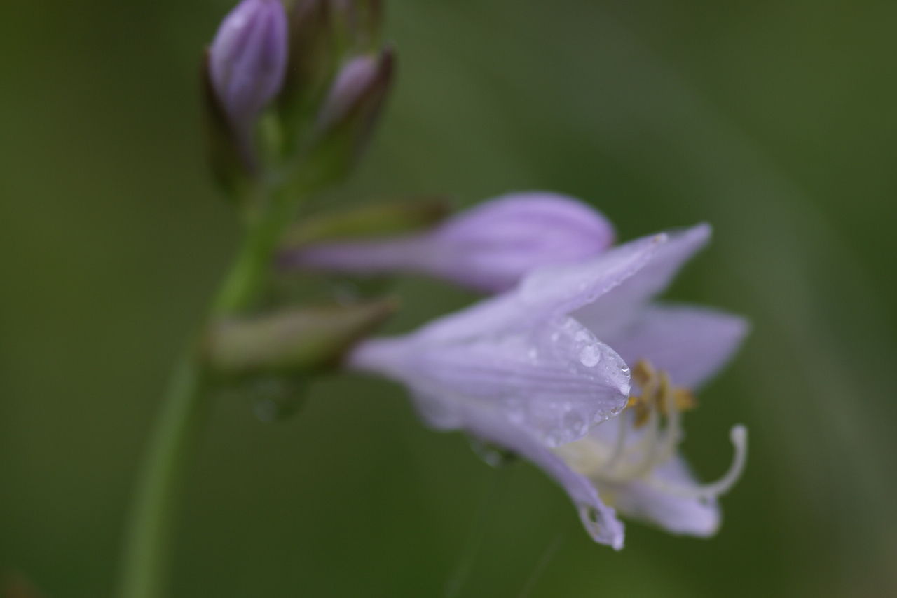 雨に咲く花 ごみ減量ネットワークブログ 雨に咲く花 ごみ減量ネットワークブログ