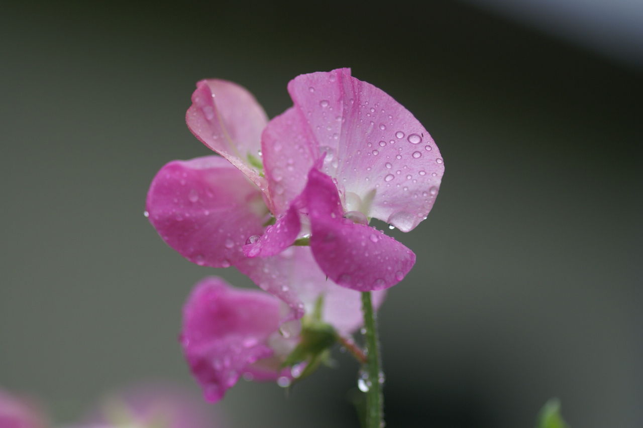 雨に咲く花 ごみ減量ネットワークブログ 雨に咲く花 ごみ減量ネットワークブログ