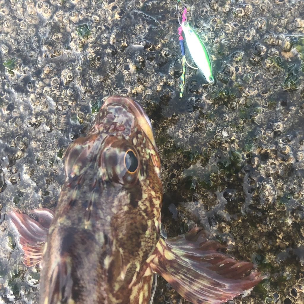 釣行記】りんたこさん監修ロッドのデビュー戦！―19月下美人