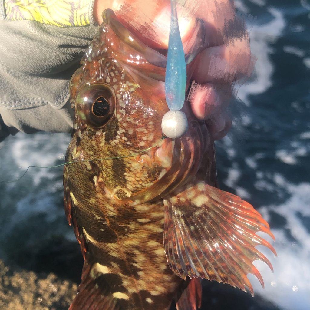 ルアー インプレ 稚魚シャッド ベイティ Gomoku釣りブログ