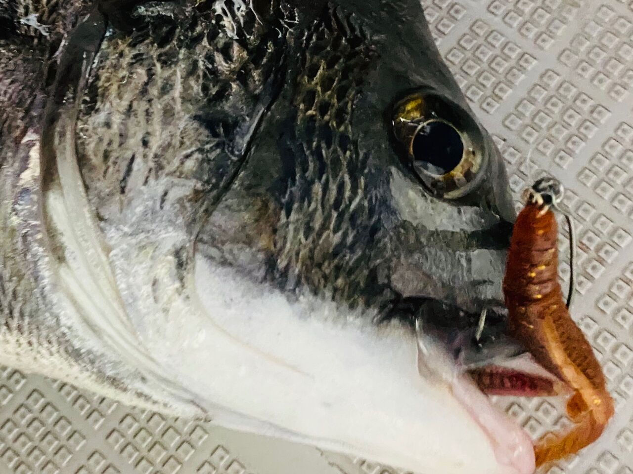 チニング｜ワーム】アーバンシュリンプはとても良いワーム