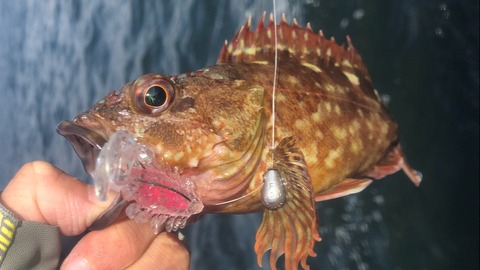 Gomoku釣りブログ Gomoku釣りブログ