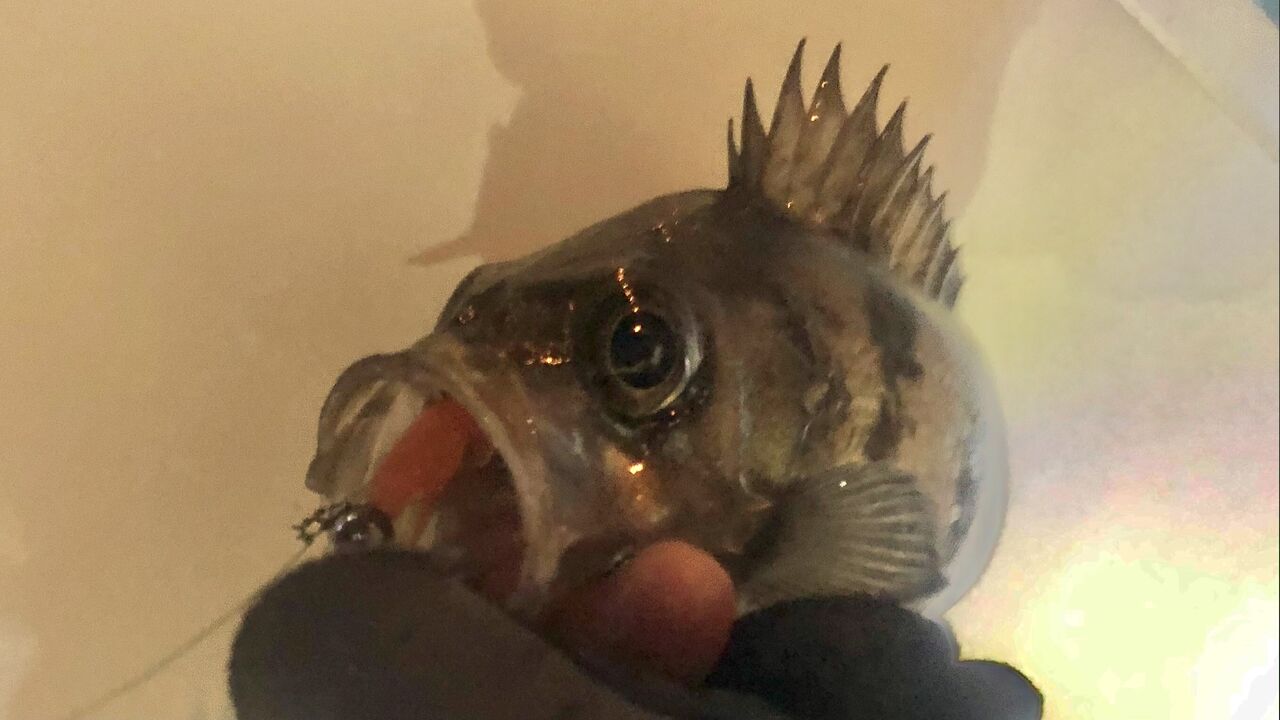 Gomoku釣りブログ Gomoku釣りブログ