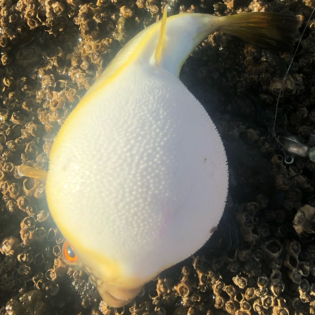 釣行記】りんたこさん監修ロッドのデビュー戦！―19月下美人AirAGS 68L