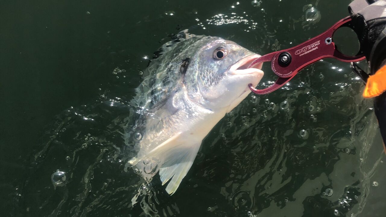 釣行記 ソリッドティップなボートチニング Gomoku釣りブログ 釣行記 ソリッドティップなボートチニング Gomoku釣りブログ