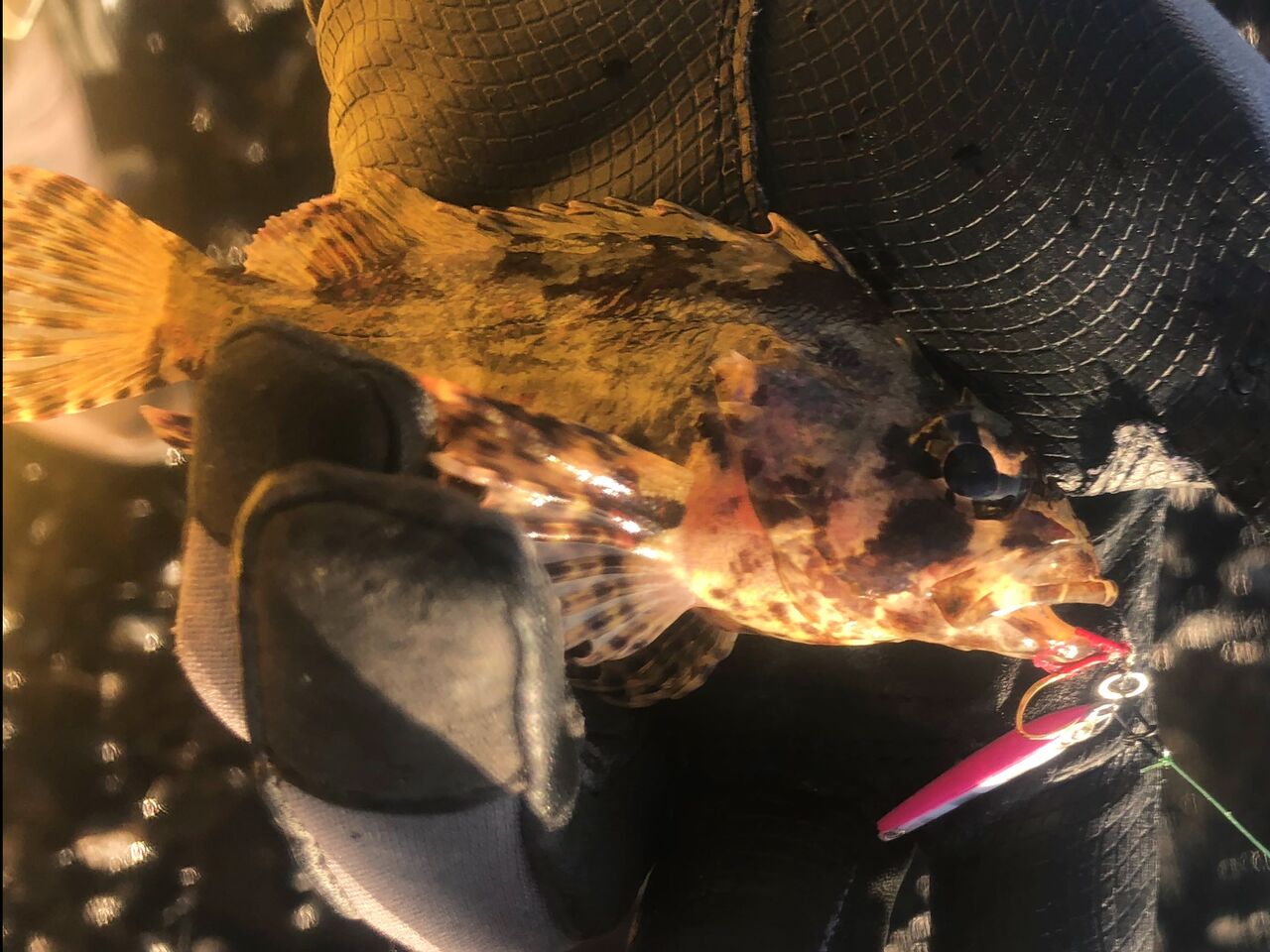 月下美人AIR AGS 68L-T りんたこ監修 (メバルモデル) 月下美人AIR AGS 68L-T りんたこ監修 (メバルモデル) 月下美人AIR