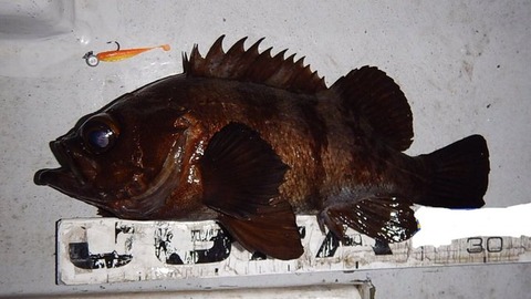2019hatsusyakumebaru