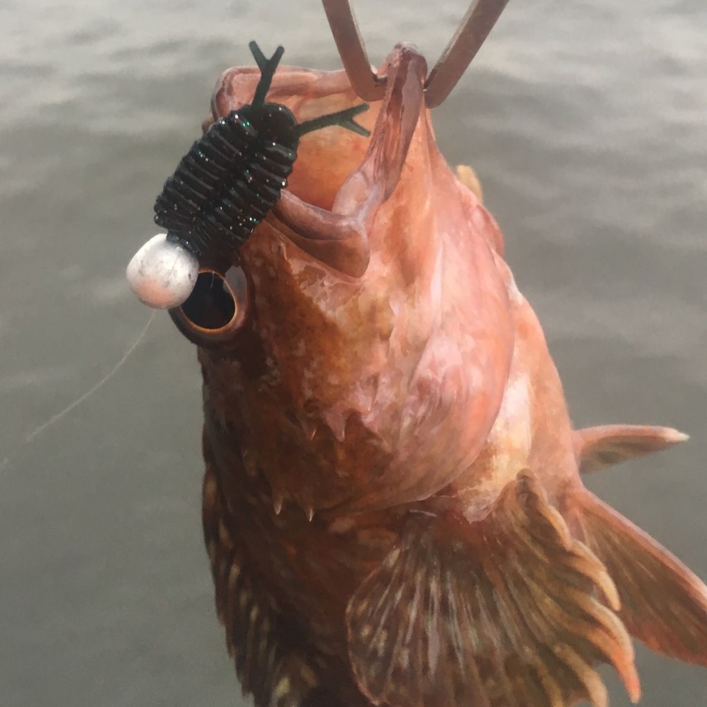 釣行記 根魚五目釣り ときにはワームメインで Gomoku釣りブログ 釣行記 根魚五目釣り ときにはワームメインで Gomoku釣りブログ