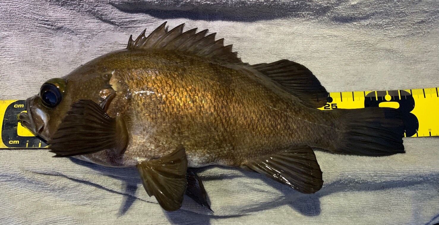 ルアー 雑記 ５つ厳選 メバル釣りの必須ワーム Gomoku釣りブログ