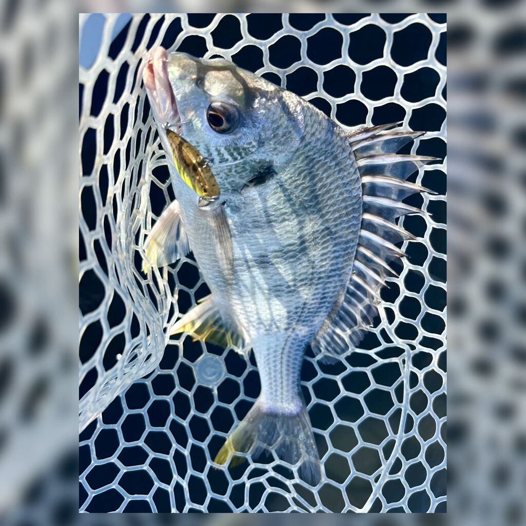 ロッド｜雑記】なぜブルーカレントを使うのか : Gomoku釣りブログ