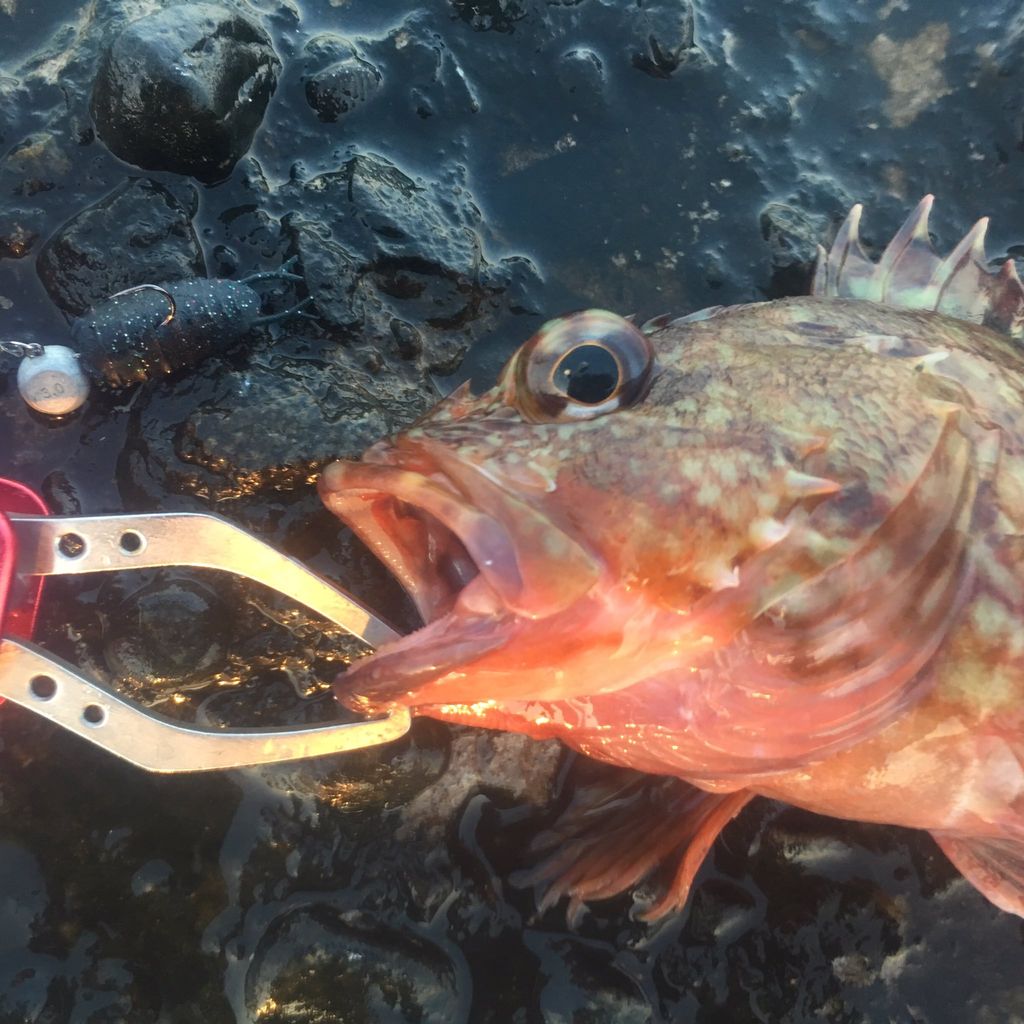 釣行記 カサゴ釣り Gomoku釣りブログ 釣行記 カサゴ釣り Gomoku釣りブログ