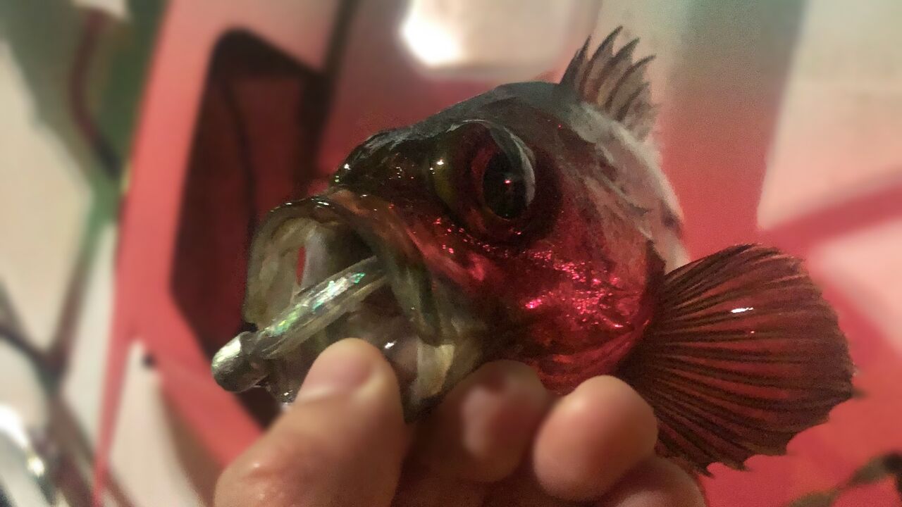 釣行記 ボートメバルシーズン初戦 Gomoku釣りブログ