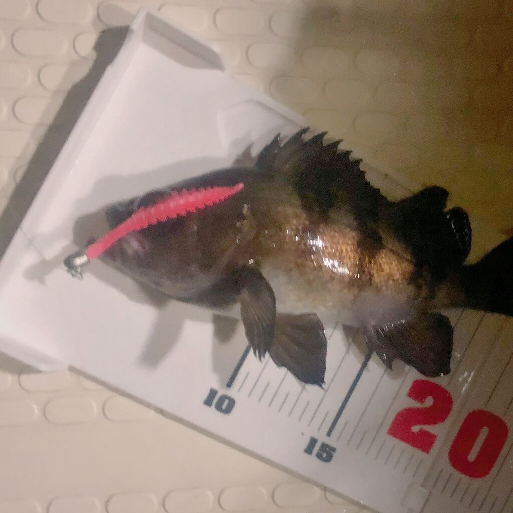 メバル カサゴ Ultralightrockfish Gomoku釣りブログ メバル カサゴ Ultralightrockfish Gomoku釣りブログ
