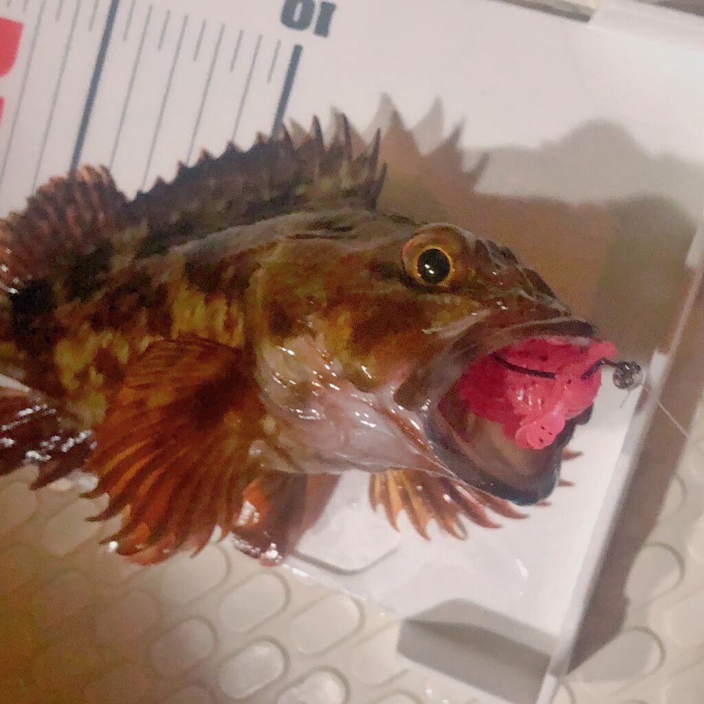 メバル カサゴ Ultralightrockfish Gomoku釣りブログ メバル カサゴ Ultralightrockfish Gomoku釣りブログ