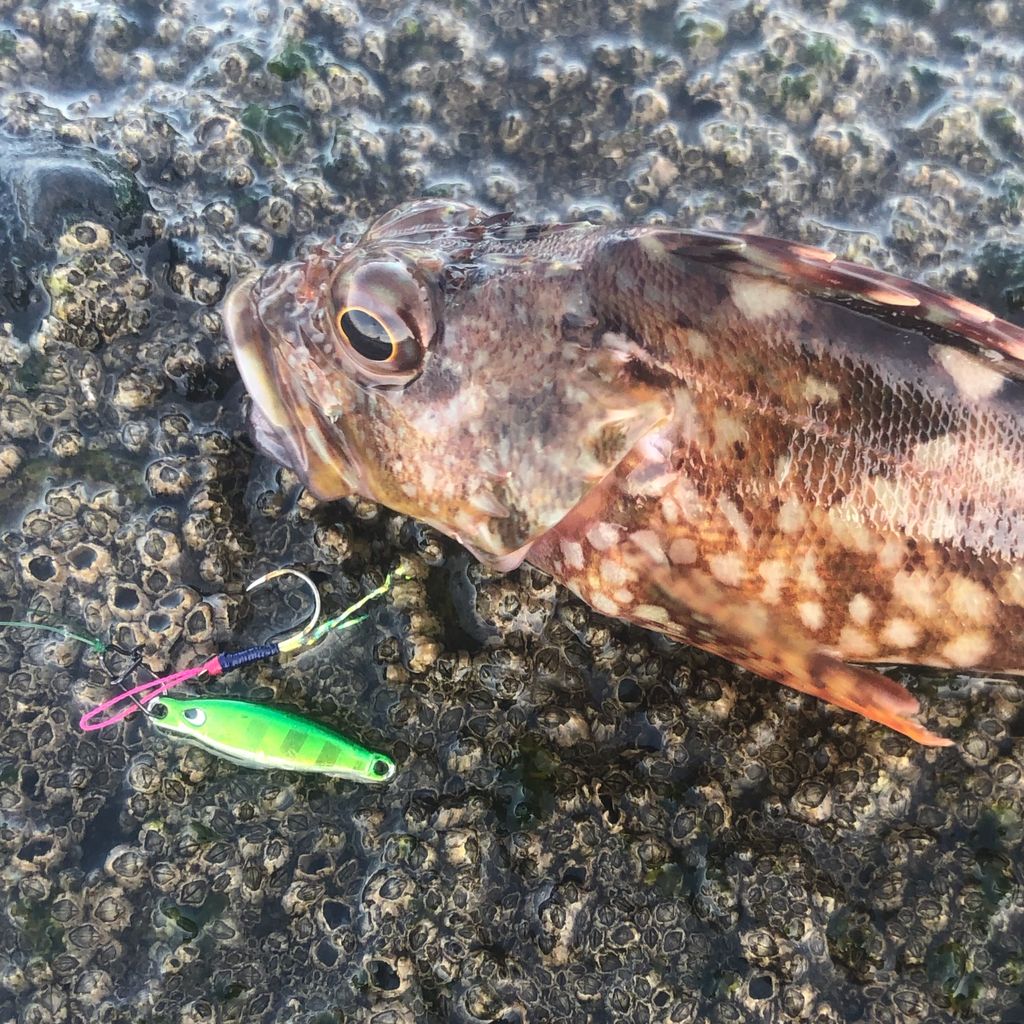 釣行記】りんたこさん監修ロッドのデビュー戦！―19月下美人