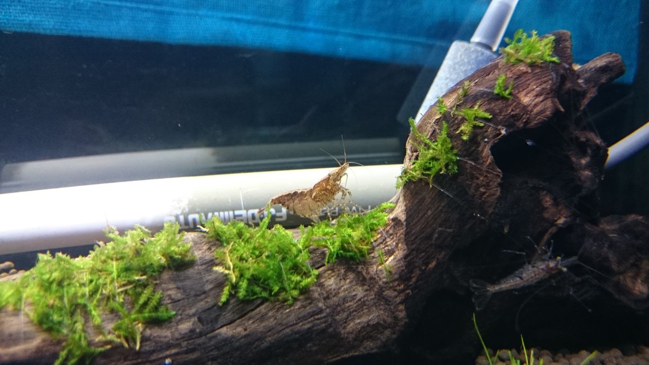 水槽やり直し Gomorinのブログ