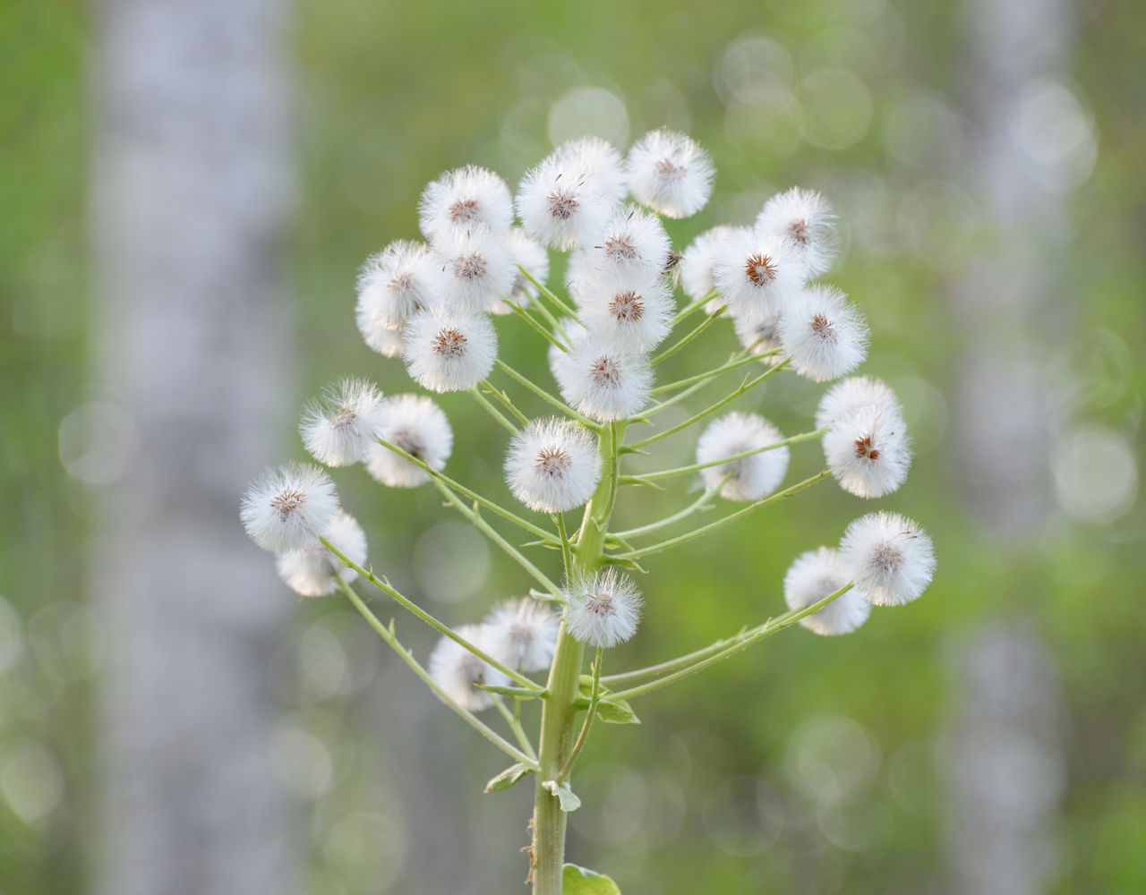 ふきの花 ゴムまりんのブログ