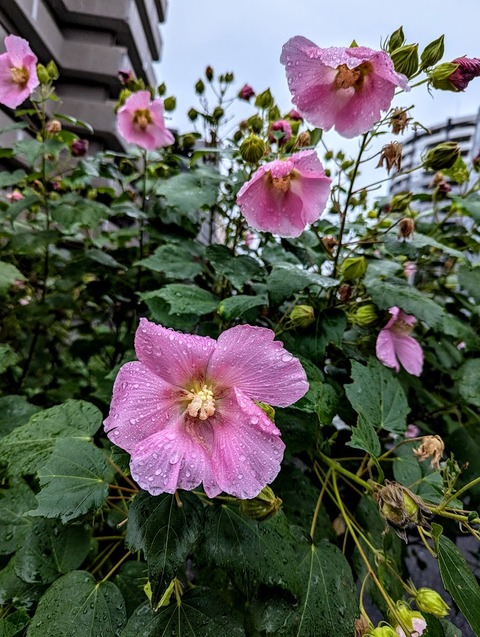 PXL_20241022_022929807-EDIT