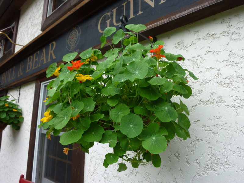 ナスタチウムのハンギング ギネスとパブと八ヶ岳と