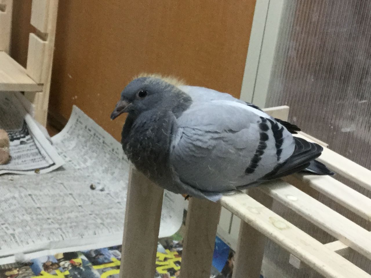 みんな頑張ってます レース鳩の飼育してます みんな頑張ってます レース鳩の飼育してます