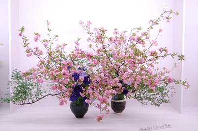20120427sakura