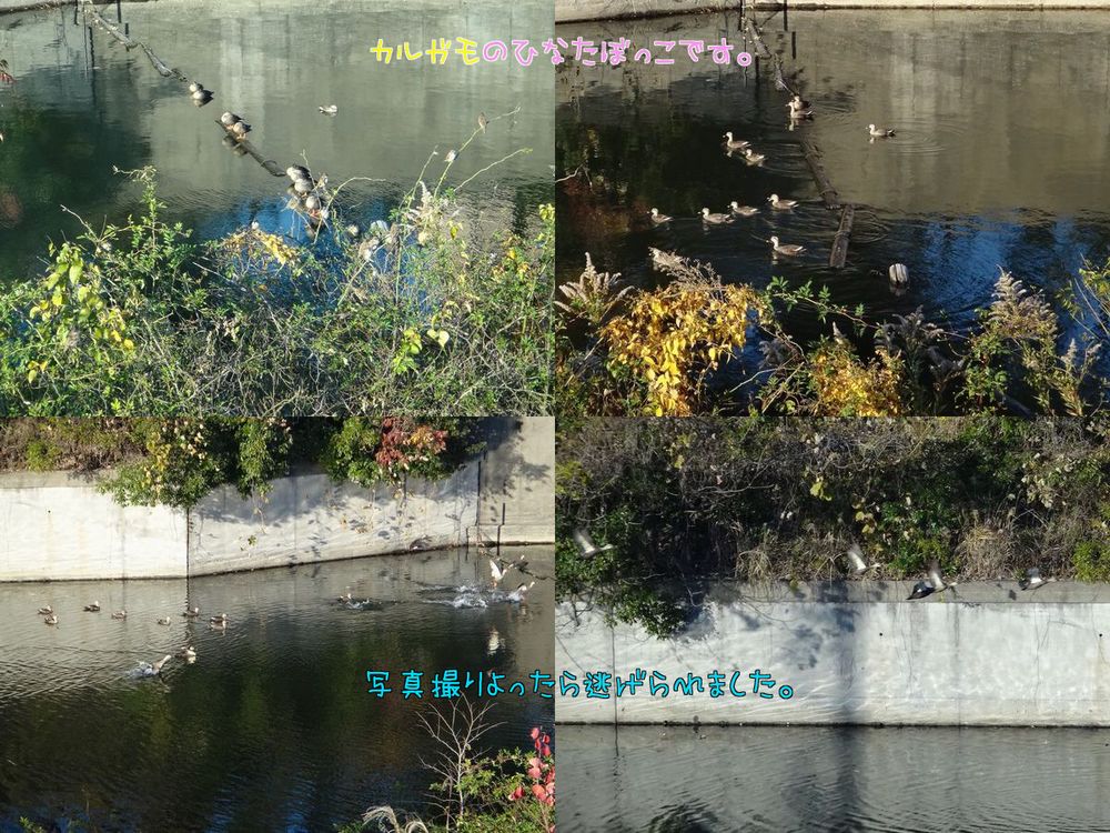 イメージ 4