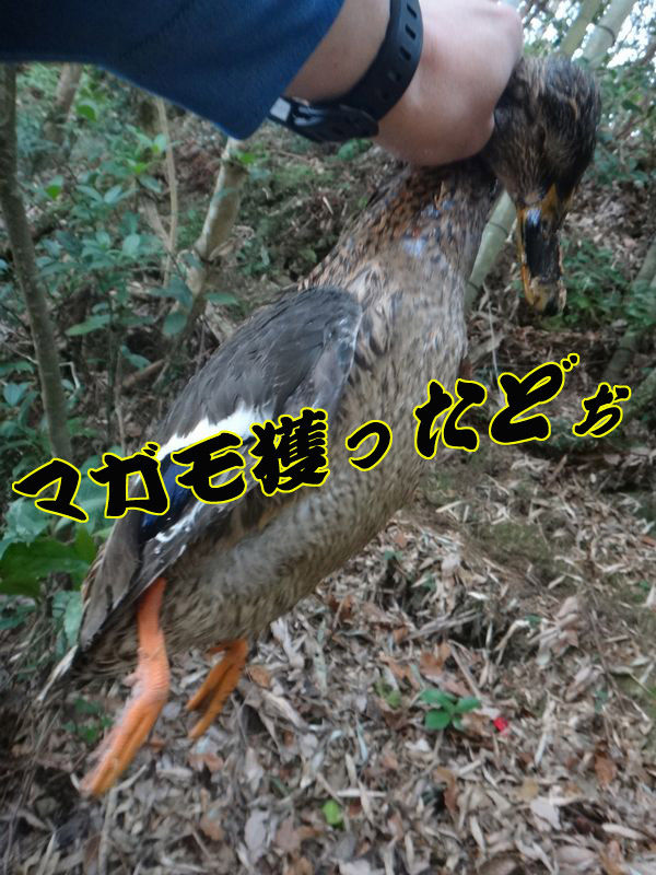 イメージ 7