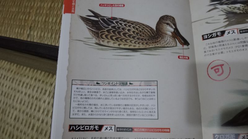 イメージ 12