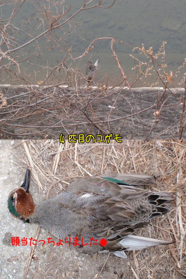 イメージ 4