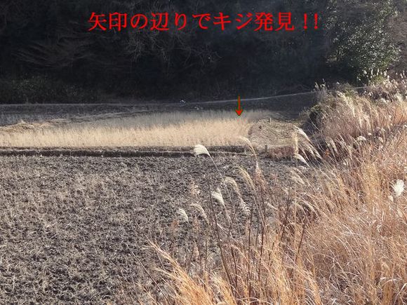 イメージ 7
