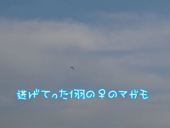 イメージ 4