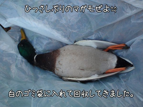 イメージ 2