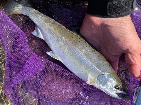 IMG_1307