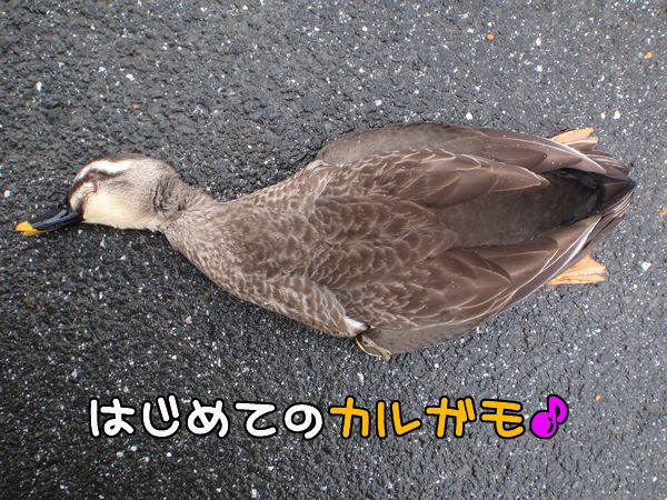 イメージ 2