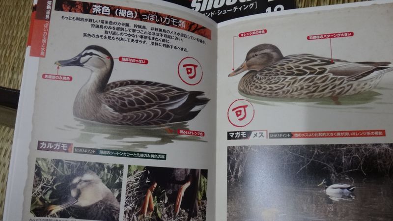 イメージ 9