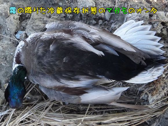 イメージ 2