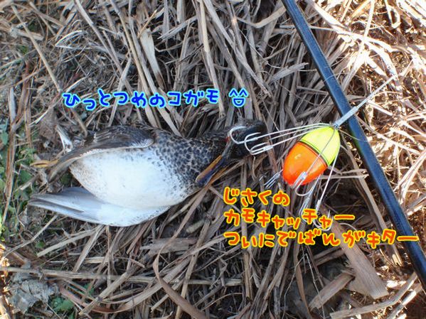 イメージ 2