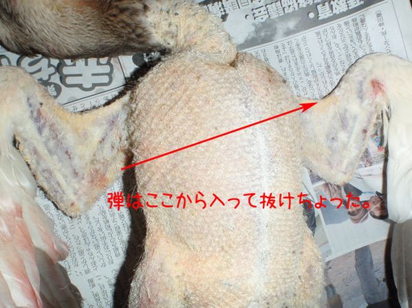 イメージ 3