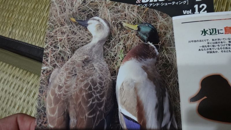 イメージ 7