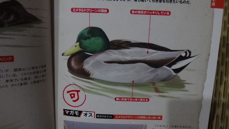 イメージ 10