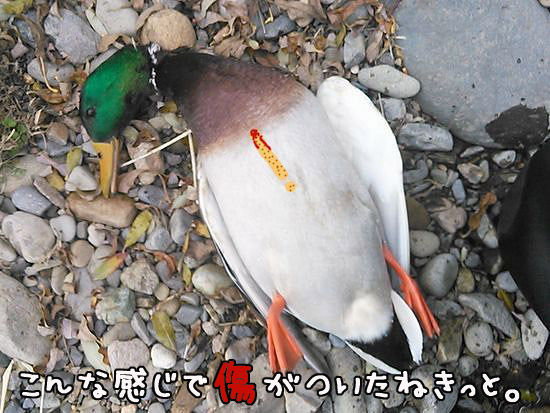 イメージ 5