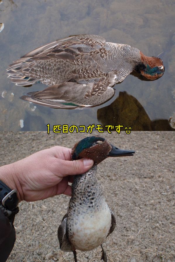 イメージ 1