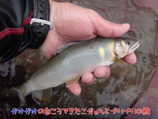 イメージ 6