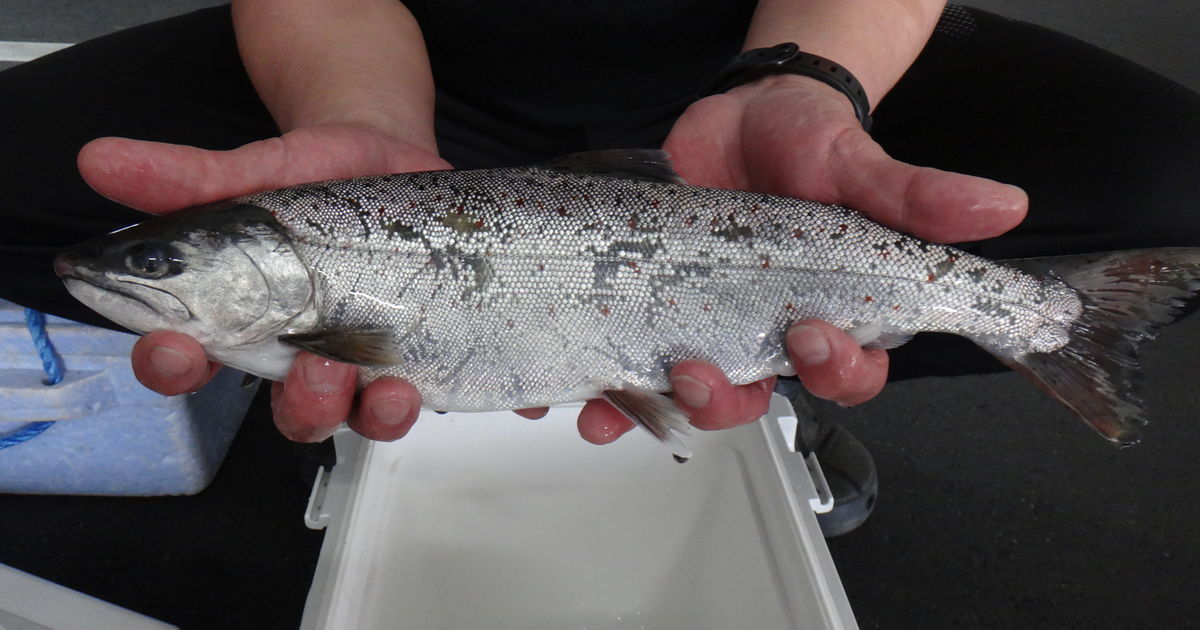 渓流 本流 サツキ あめご釣り : ヘッポコww漁・猟師のおもしろブログ