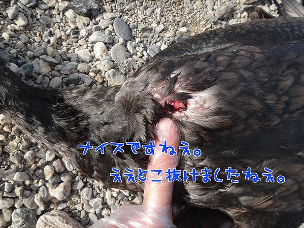イメージ 5